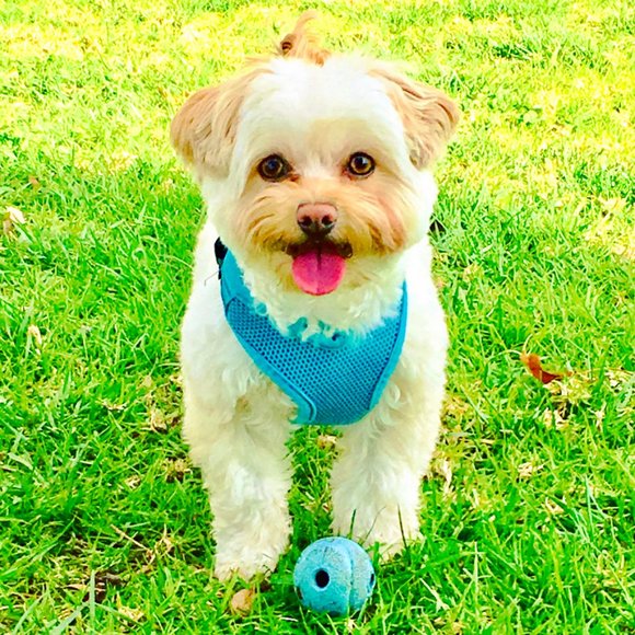 Hi Everyone! Meet your Posher MP. - Picture 3 of 3